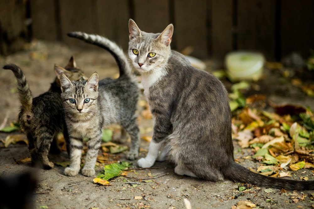 Rozmnażanie kotów bez zarejestrowanej hodowli