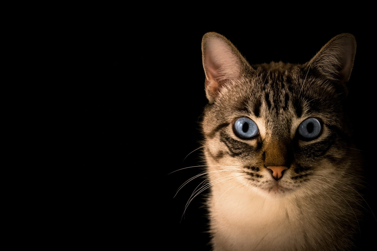 PETBIZNES, czyli fotografia, behawiorystka, dietetyka i catsittering