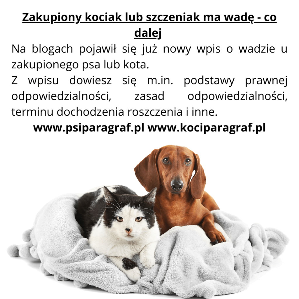 Kupiony kot ma wadę