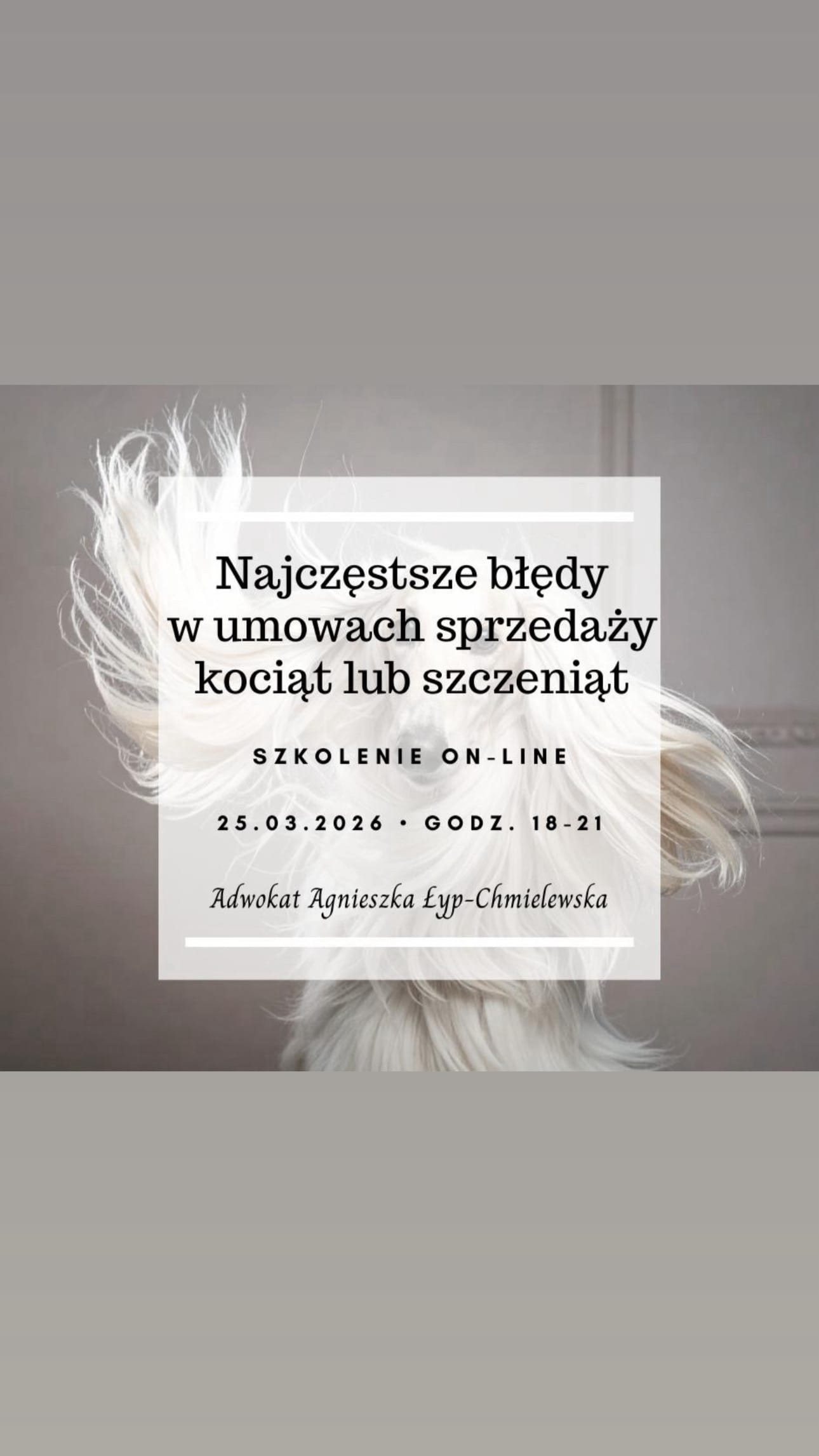 Jak ustrzec się błędów w umowie sprzedaży kociaka (kota)