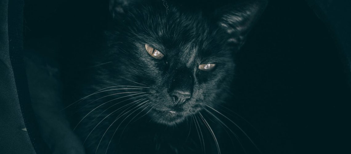 Brawo dla klubów IBSCC, PZF, SHK za decyzje o odmowie rejestracji kotów z rosyjskich hodowli