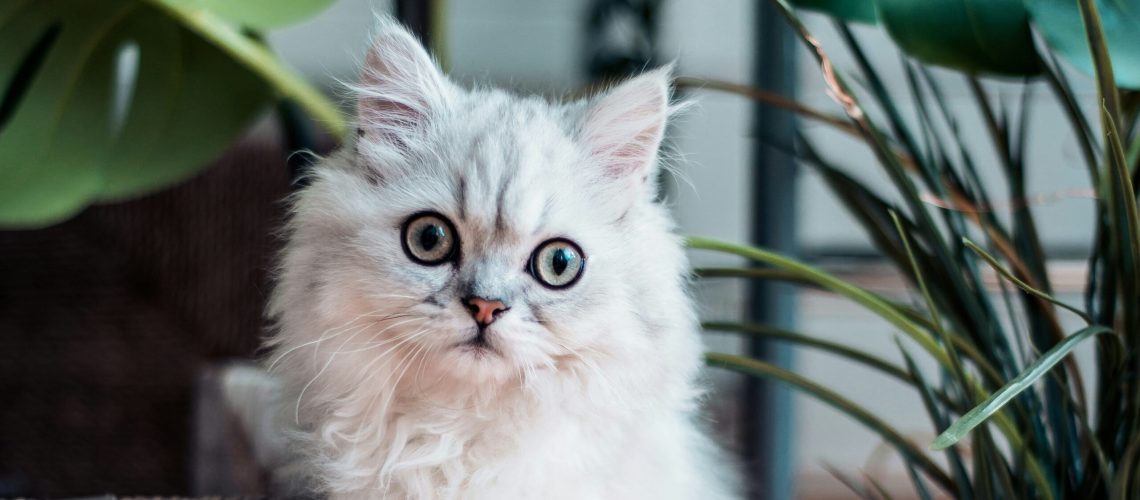 Konieczne postanowienia umowy sprzedaży kota, czyli essentialia negotii