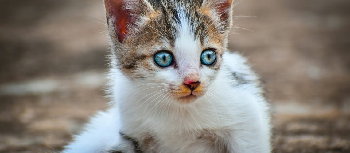 Kupiony kot ma wadę