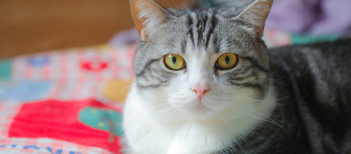 Odszkodowane za błąd lekarza weterynarii