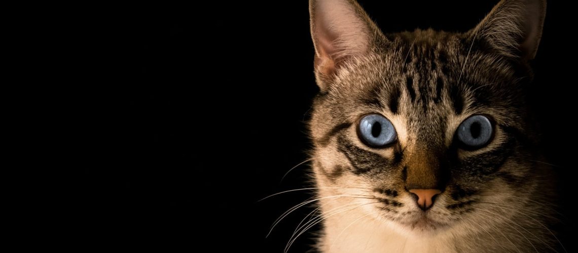 PETBIZNES, czyli fotografia, behawiorystka, dietetyka i catsittering