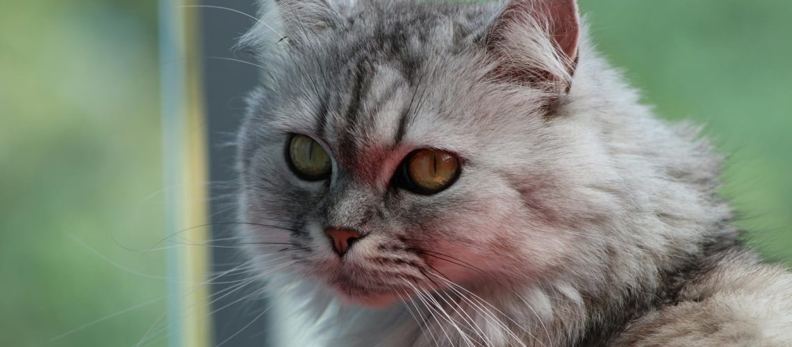 Pełnomocnik dla hodowli kotów rasowych