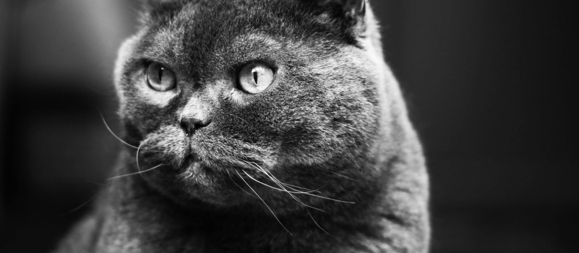 Śmierć kota a uprawnienia nabywcy