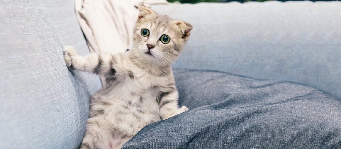 Sprzedałem chorego kota