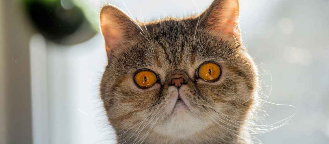 Tymczasowe wytyczne głównego lekarza weterynarii w przedmiocie rejestracji hodowli psów i kotów rasowych