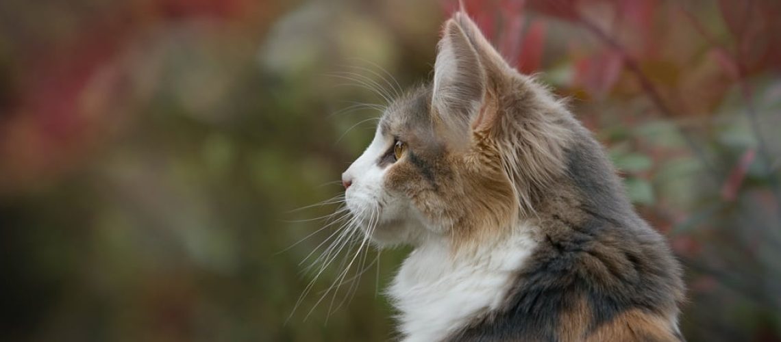 Ugoda z nabywcą kociaka